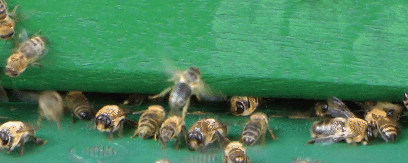 屋檐下的蜂窝一般都是什么蜂 什么是蜂房什么是蜂窝