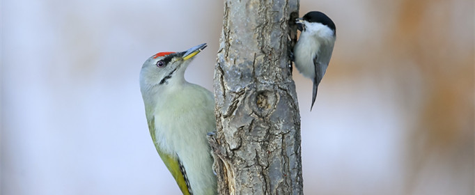 为什么山雀喜欢陪伴啄木鸟捕食 山雀和啄木鸟的关系