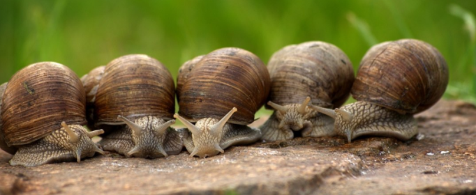世界最可怕的十种蜗牛有哪些（世界最可怕的十种蜗牛有哪些图片）