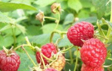 红树莓的功效与作用（红树莓的功效与作用及价格）