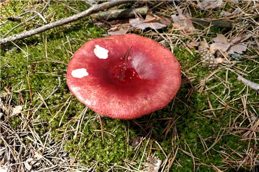 亚稀褶红菇是什么东西 亚稀褶红菇