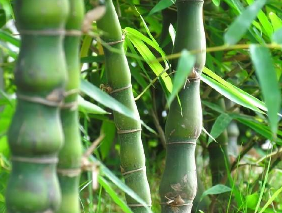 值钱的竹子有什么，名贵竹子排名 什么竹子价值最高