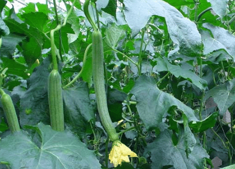 加强冬季管理  提高丝瓜产量的种植方法总结