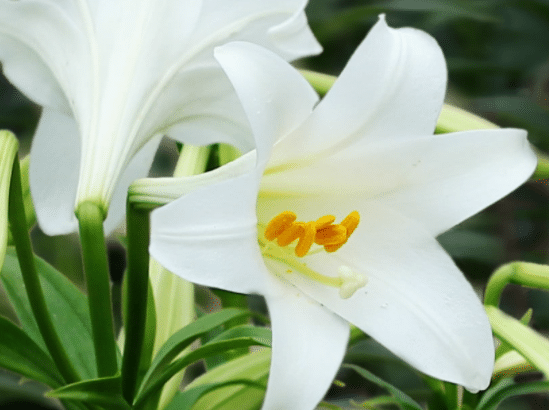 如何让百合花长得矮壮，长得太高怎么办