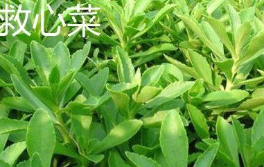 救心菜和养心菜的区别（救心菜和养心菜的区别是什么）