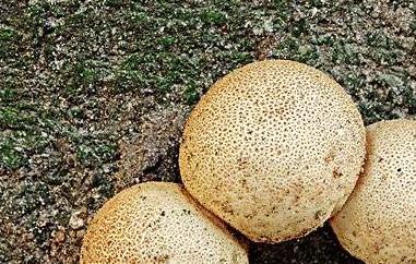 灰孢菇与马勃的区别（马勃菌是蘑菇吗）