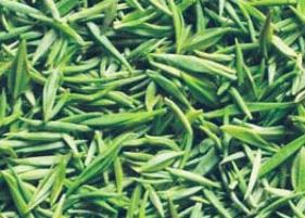 古丈毛尖的功效与作用（古丈毛尖有什么功效）