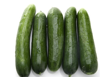 栽种乳黄瓜方法 乳黄瓜怎么播种