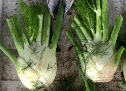 球茎茴香的栽培技术 球茎茴香怎么养殖