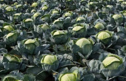 无公害结球甘蓝生产技术，结球甘蓝养护方法
