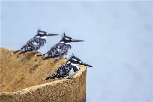 云南龙陵首次拍到斑鱼狗鸟