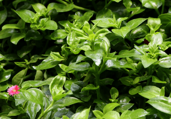 穿心莲如何种植，种植过程中有哪些注意事项