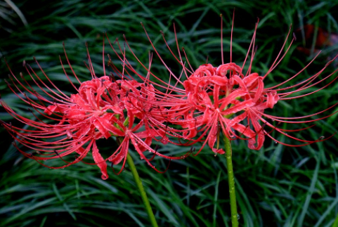 科学种植石蒜的方法 石蒜生长环境总结