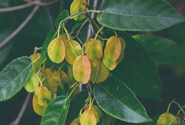 滇桐怎么繁殖，需怎么处理种子育苗 泡桐种子怎么育苗?