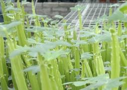 多花野牡丹的功效与作用 多花野牡丹的功效与作用及禁忌