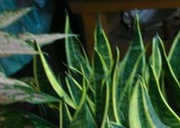 虎尾兰的养殖方法 虎尾兰的养殖方法和注意事项虎皮兰烂根