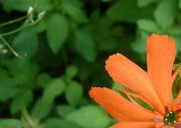 剪秋萝的功效与作用 剪秋萝是什么植物