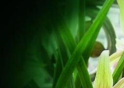 兰草花的养殖方法和步骤教程 兰草花的养殖方法介绍