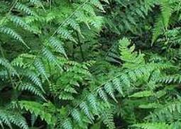 凤尾草图片（龙头凤尾草图片）