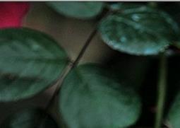 红蔷薇花图片 红蔷薇花图片花墙