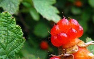 红秋莓干果的功效与作用 红树莓的功效与作用