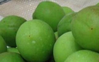 野生酸梅的功效与作用