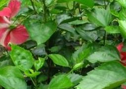 朱槿花的养殖方法和注意事项（朱槿花的养殖方法和注意事项）