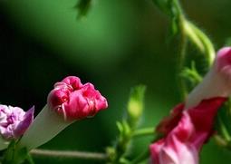 路边野草花名称图片 路边野花名称大全图片