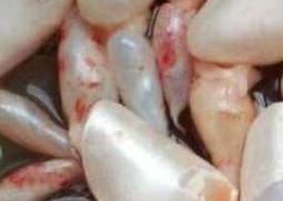 米鱼鱼鳔的功效与作用及药用价值 米鱼鳔的营养价值