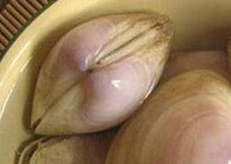 海蚌壳的药用价值 海蚌壳的药用价值和功效