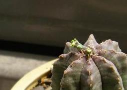 贵青玉的功效与作用（贵青玉的功效与作用图片）