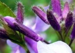紫色兰草花如何养殖（紫色兰草花如何养殖视频）
