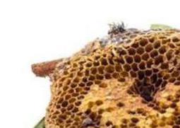 蜂房的功效与作用 蜂房的功效与作用的功能与主治