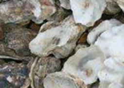 海蛎壳的药用价值与功效作用（海蛎壳的药用价值与功效作用图片）