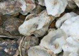 海蛎壳的药用价值与功效作用（海蛎壳的药用价值与功效作用图片）