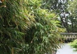 盆景金钱松的养护方法