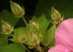 木芙蓉图片 丛生木芙蓉图片