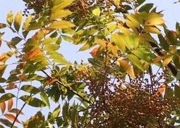 黄连木的功效与作用（黄连木的功效与作用是什么）