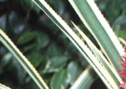 黑心金光菊的功效与作用 黑心金光菊中药作用