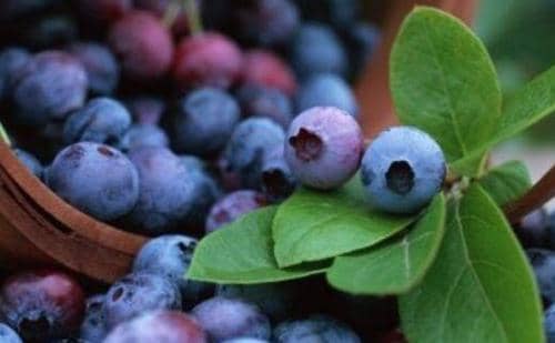 蓝莓花青素的功效与作用（蓝莓花青素的功效与作用及禁忌症）