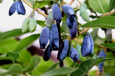 蓝靛果如何种植，几年可以结果 蓝靛果树苗什么时候可以栽培