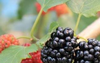 黑莓果的营养价值（黑莓果的营养价值和功效）