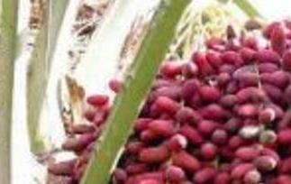 椰枣核的功效与作用 椰枣的功效与作用及食用方法