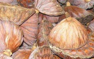 莲蓬壳的功效与作用及药用价值（新鲜莲蓬壳的功效与作用及食用方法）