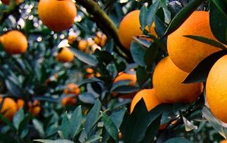 温州蜜橘的功效与作用 甜蜜橘的功效与作用