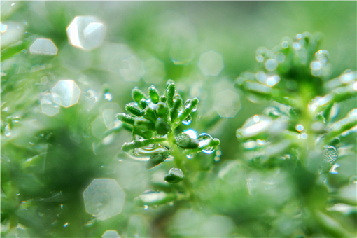 能吃虫的菜！重庆发现新记录物种