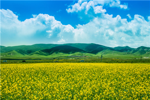 2021种油菜花有补贴吗