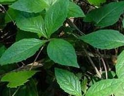 四叶参怎么吃 四叶参能泡水喝吗