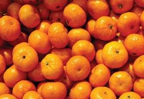 蜜橘的介绍（关于蜜橘的资料）