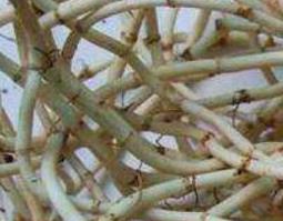 白茅根的功效与作用 白茅根的功效与作用,白茅根的副作用